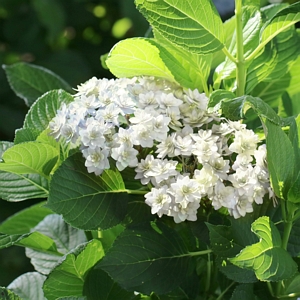 Wedding Gown Hydrangea